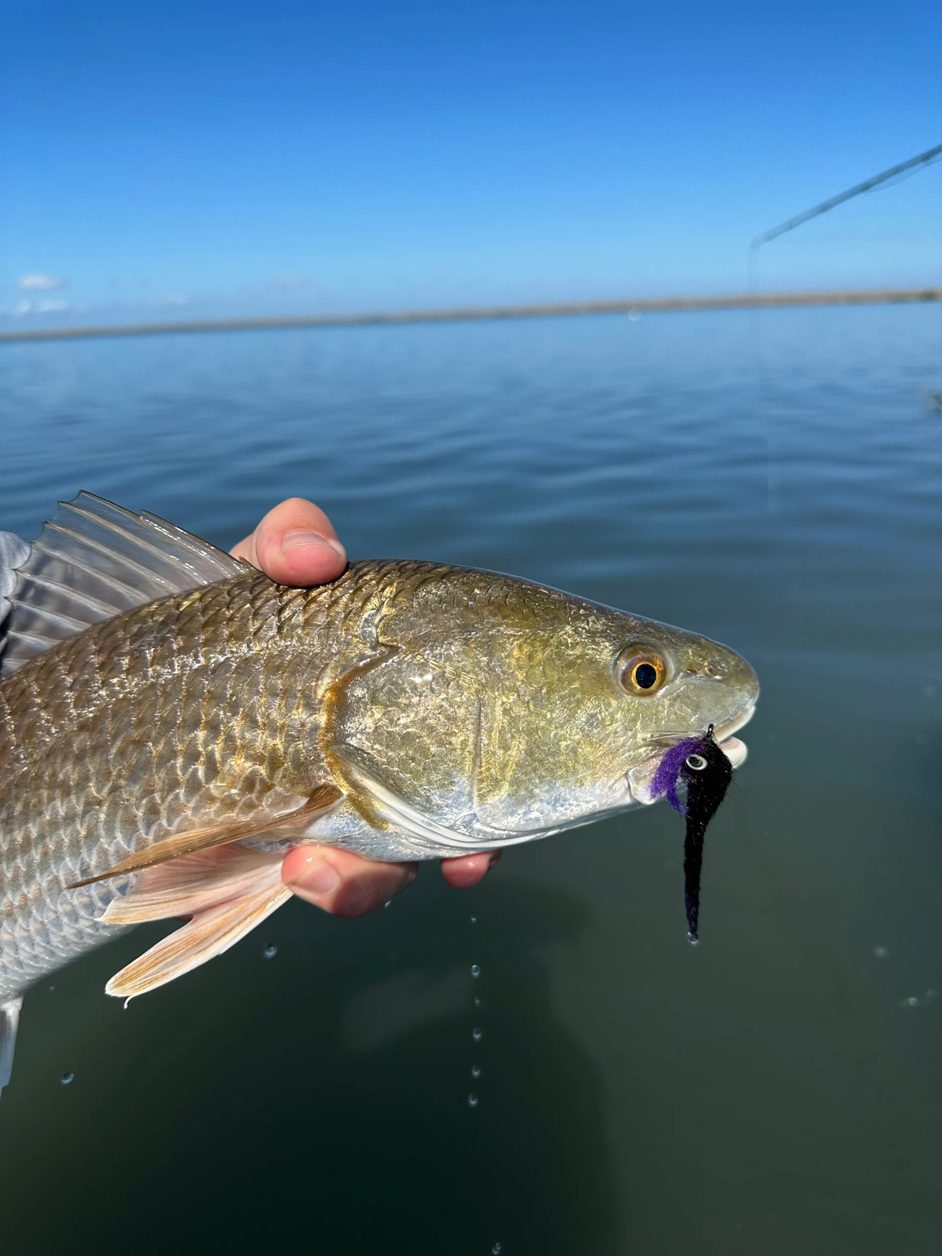 Presenting a Fly to Redfish