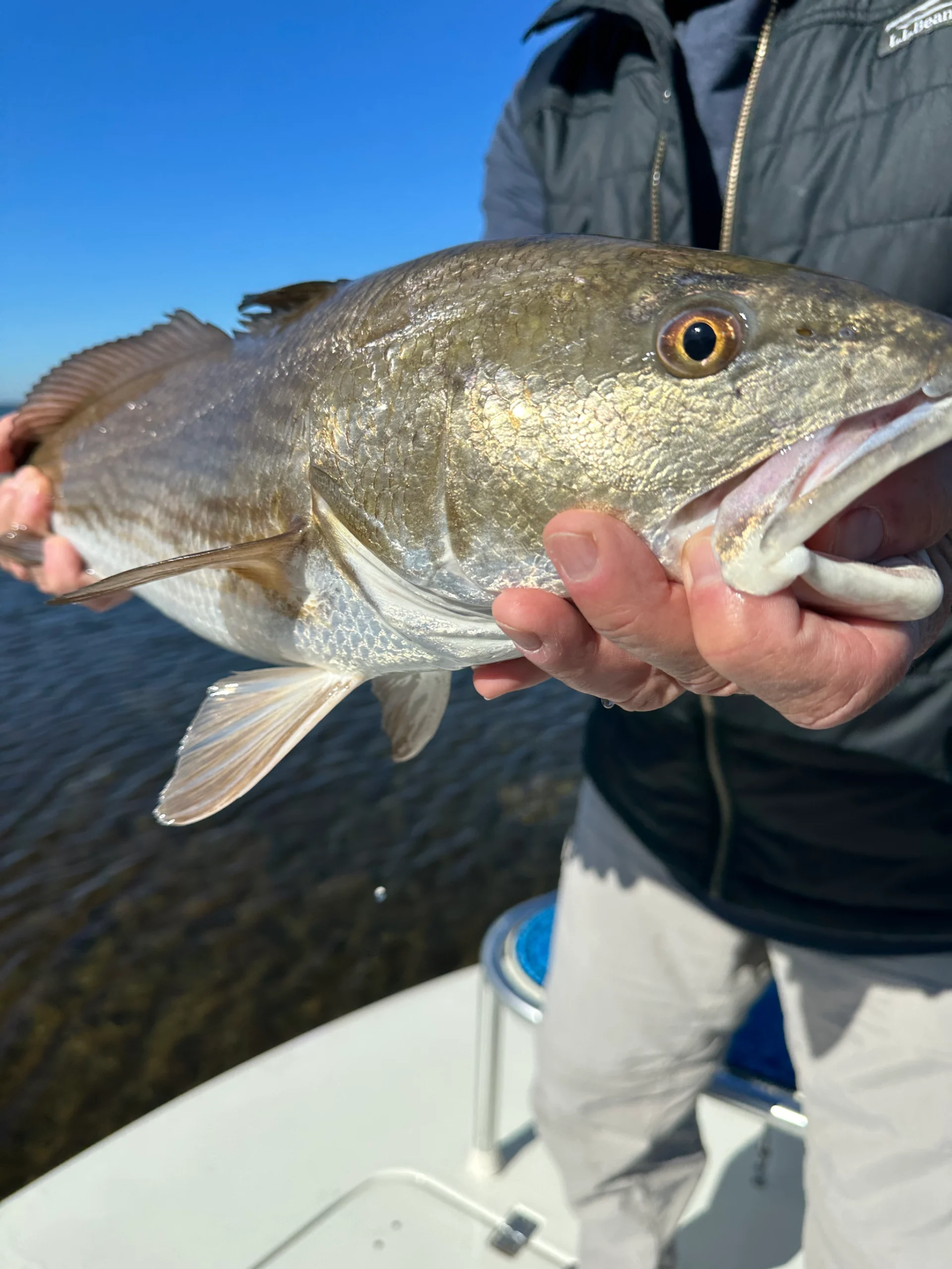 Fly Fishing During Winter Time Around Tampa Bay: Negative Tides Concentrate Fish