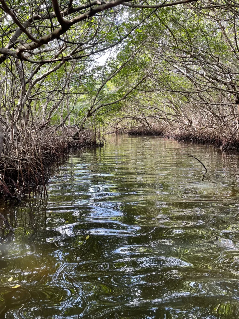 Tampa Bay fishing options mangroves