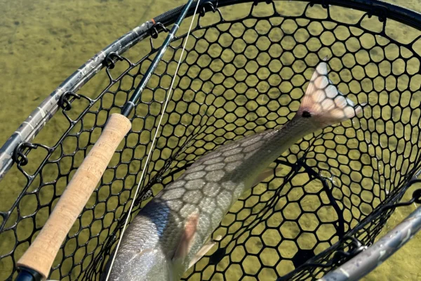 redfish in net january fishing