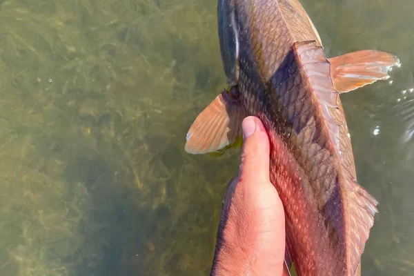 redfish release
