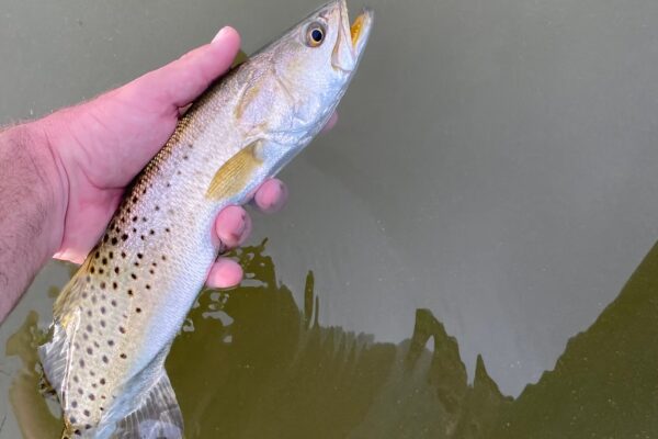sea trout fly fishing