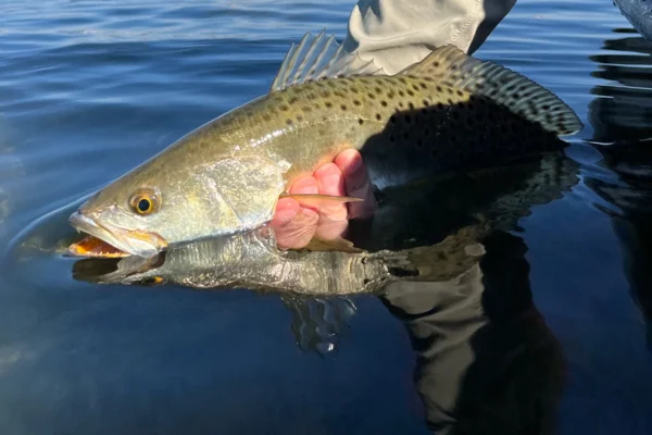 sea trout fly fishing trips