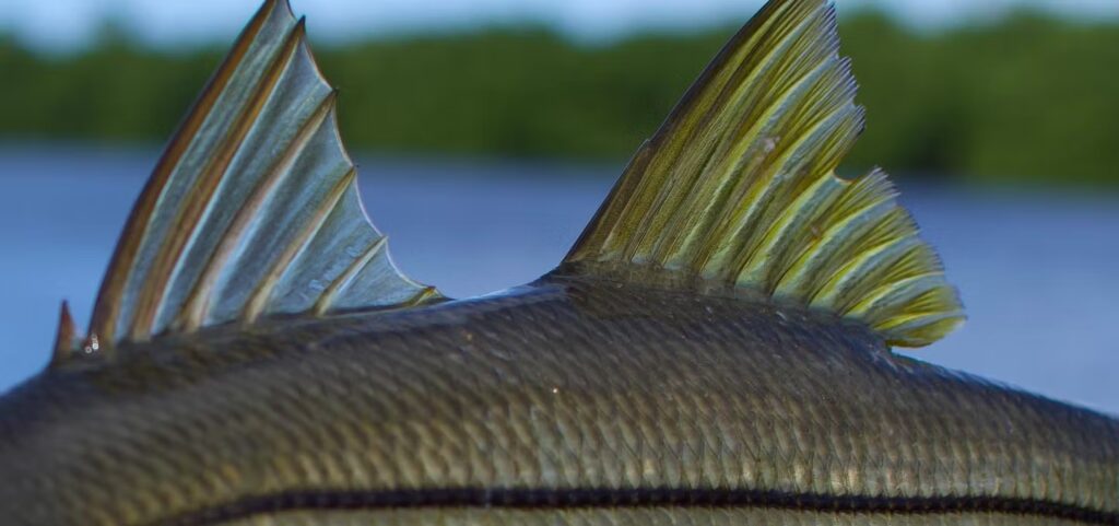 snook guided fishing trips
