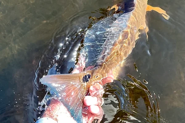 spot on redfish tail