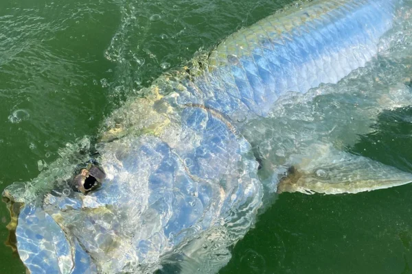 tarpon facegrab