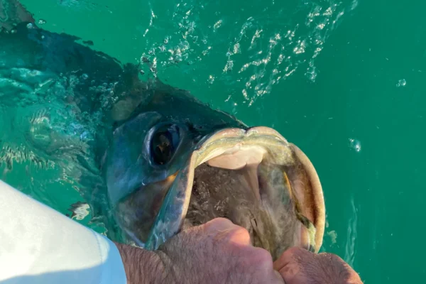 tarpon fishing facegrab