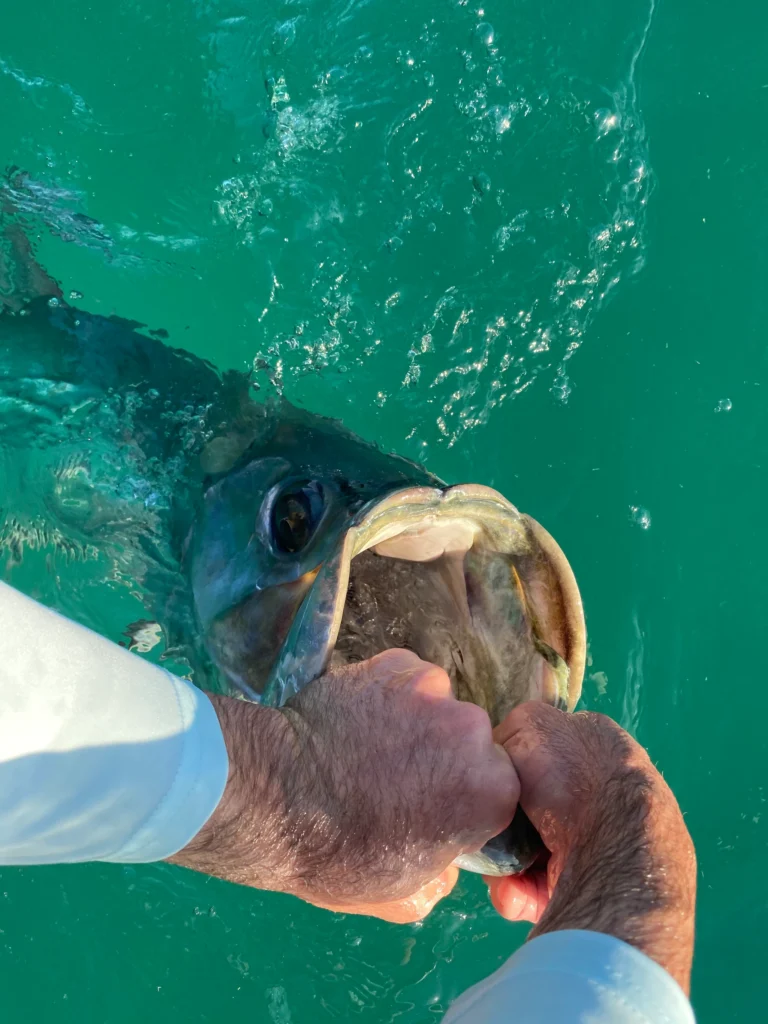 tarpon guided fishing trips